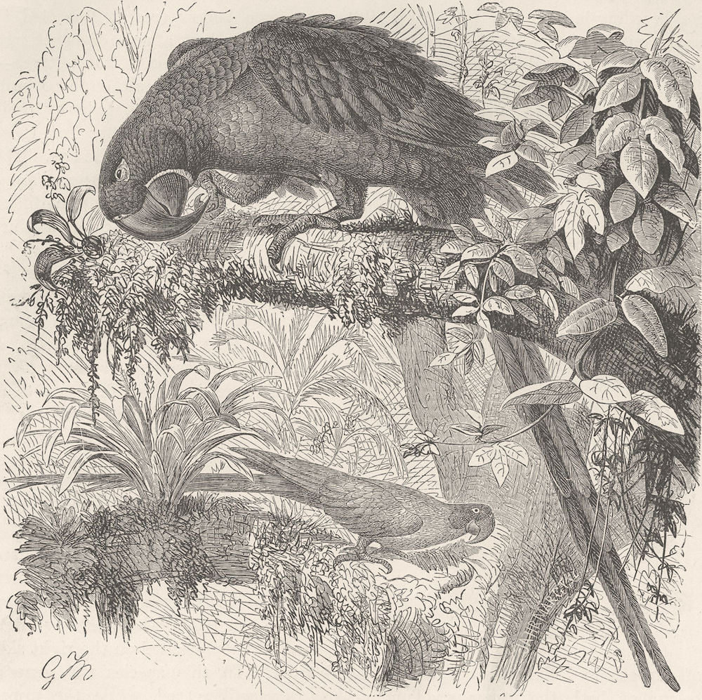 BIRDS. Hyacinthine macaw 1895 old antique vintage print picture